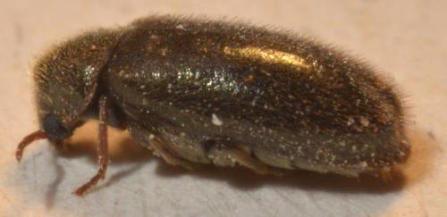 Réf. 224 649 : Hyperisus plumbeum